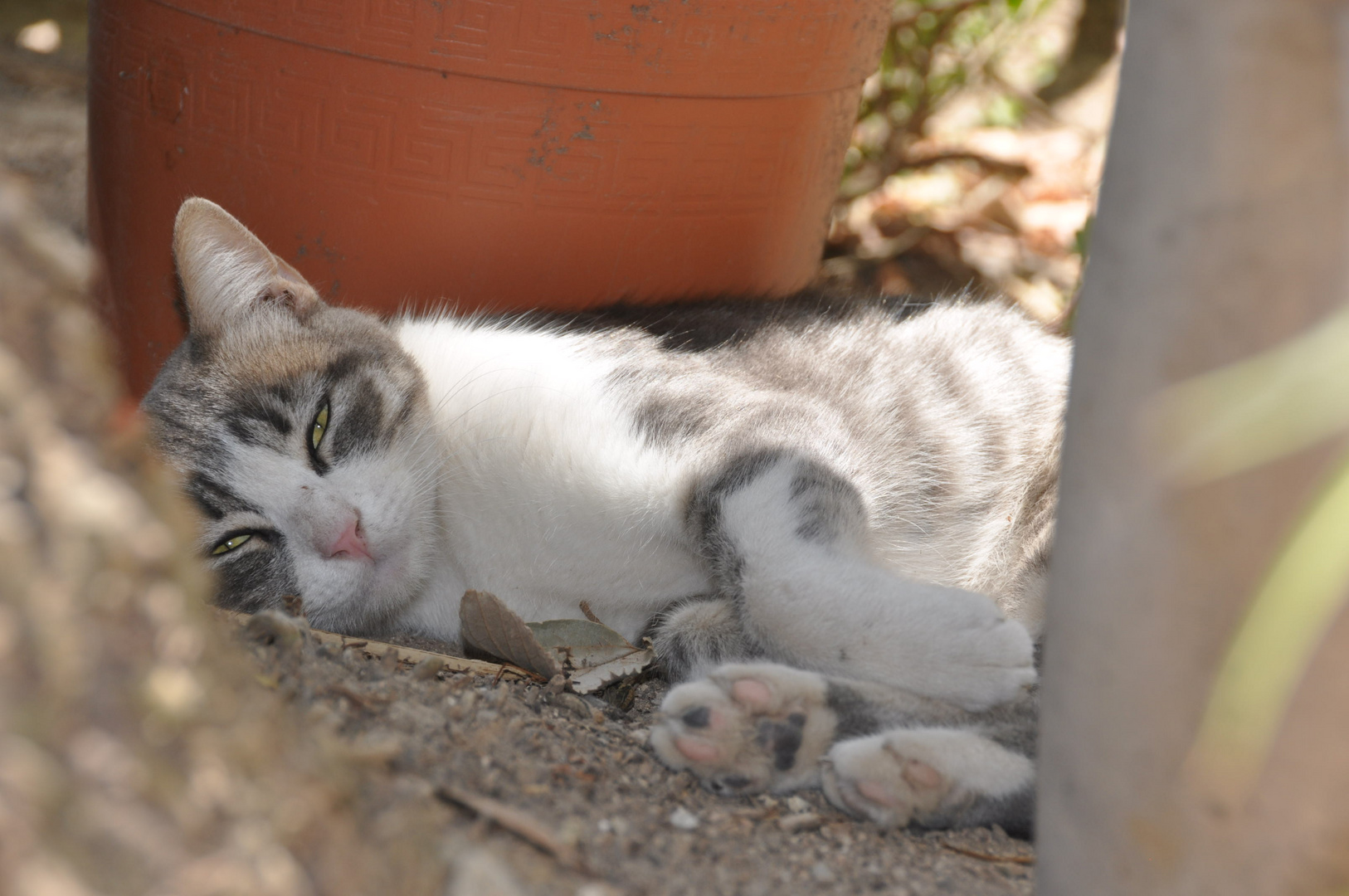 Siesta