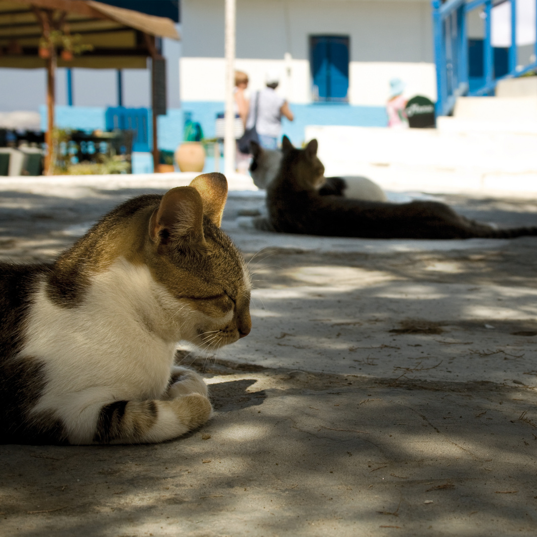 Siesta