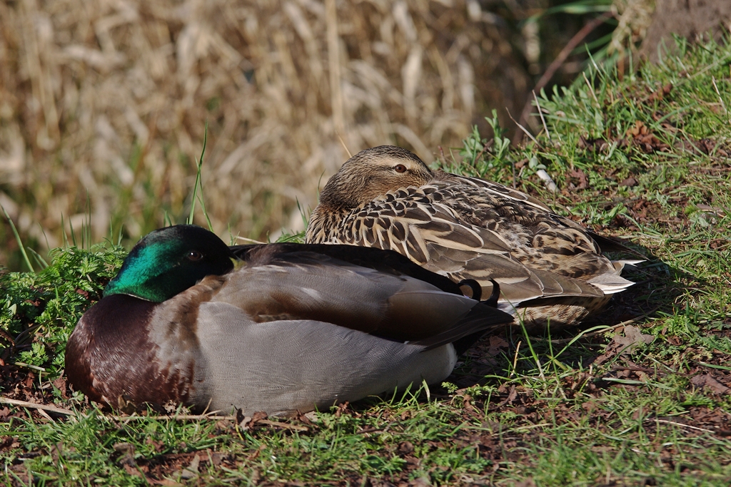 Siesta