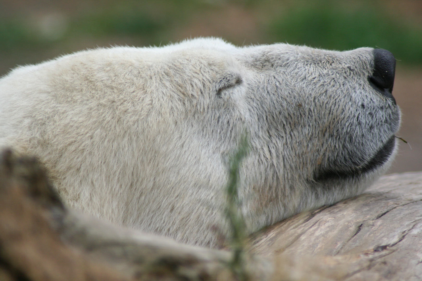 Siesta