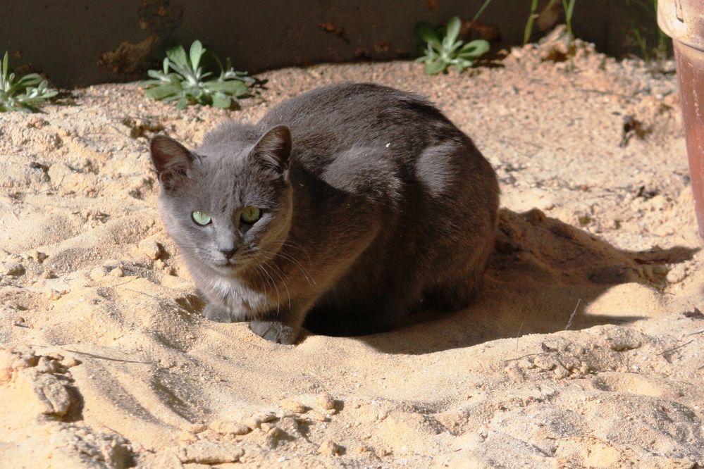 siesta de gata