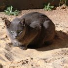 siesta de gata