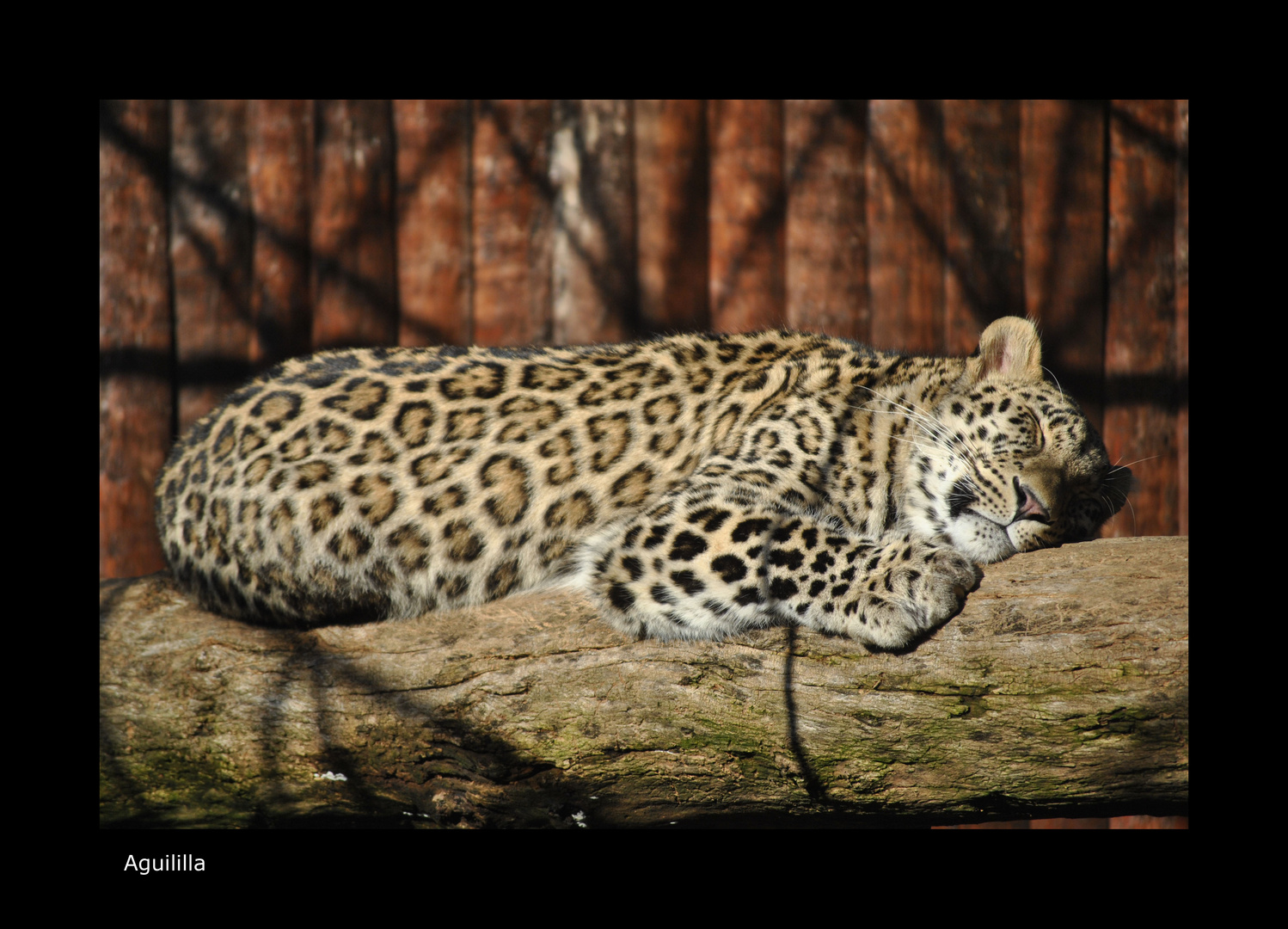 Siesta del Leopardo