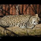 Siesta del Leopardo