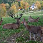 Siesta der Rothirsche auf dem herbstlichen Remstecken bei Koblenz