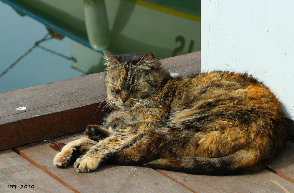 Siesta des "Hafenkaters"