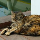 Siesta des "Hafenkaters"