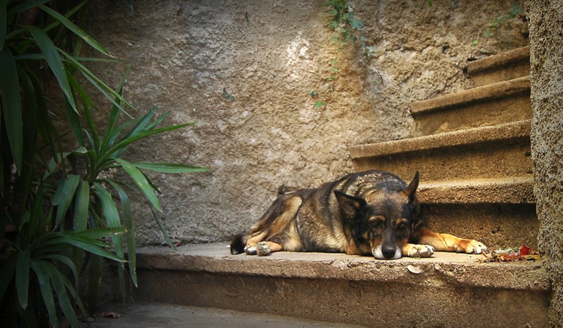 Siesta- -Dog