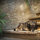 Siesta- -Dog