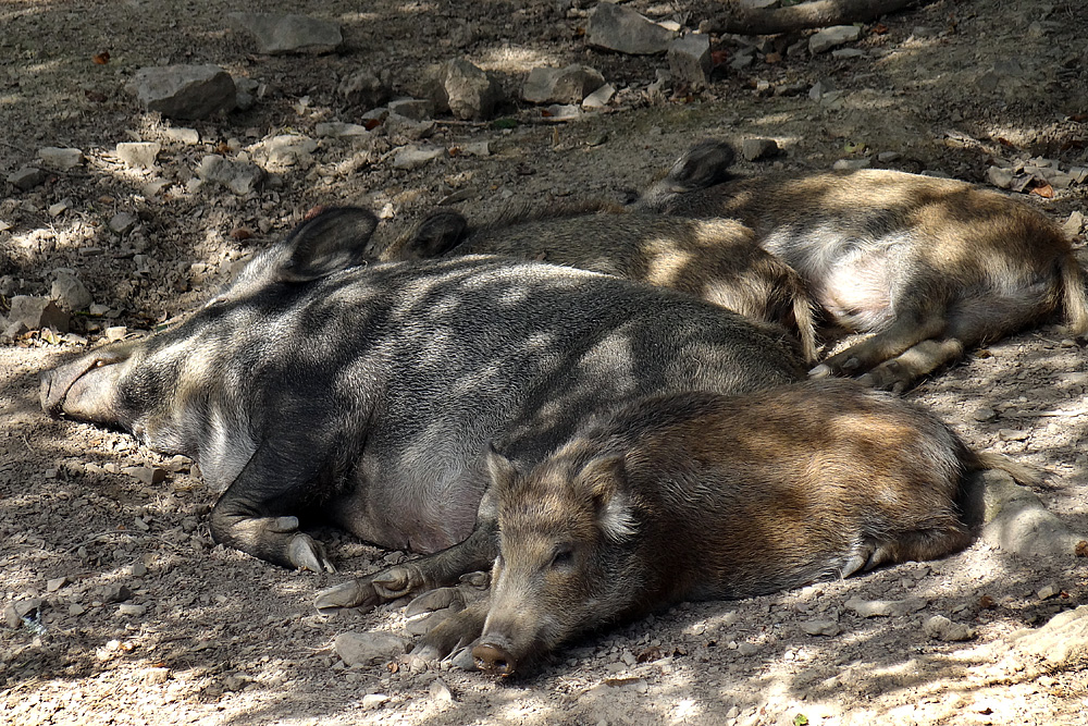 siesta