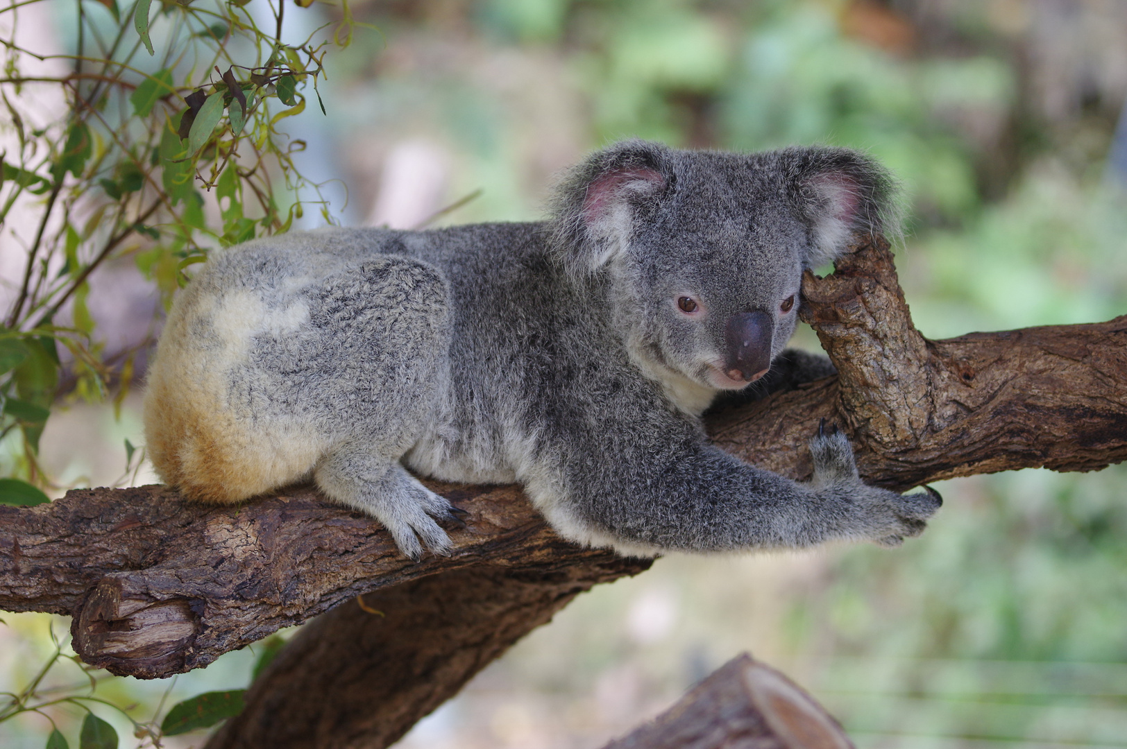 Siesta