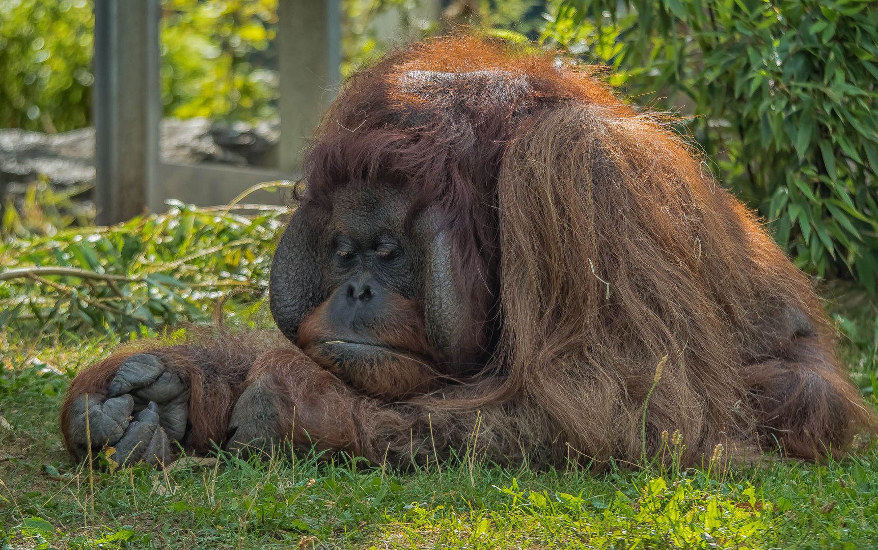 Siesta Foto & Bild wien, zoo, august Bilder auf