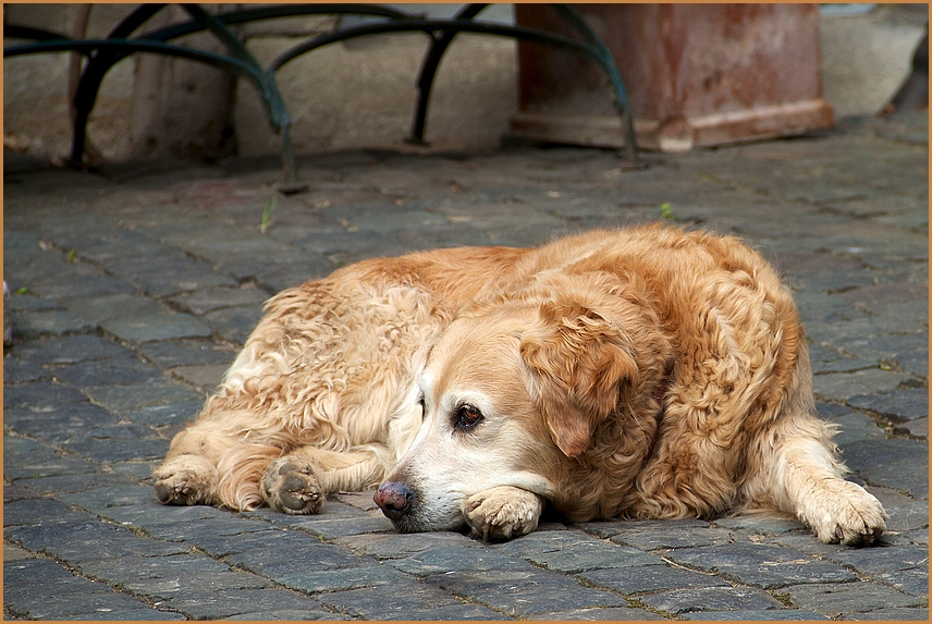 Siesta