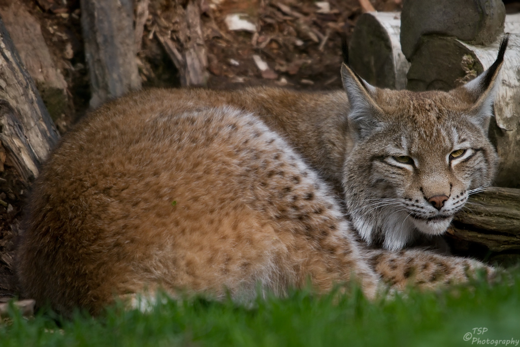 siesta