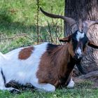 Siesta eine Ziegenbocks