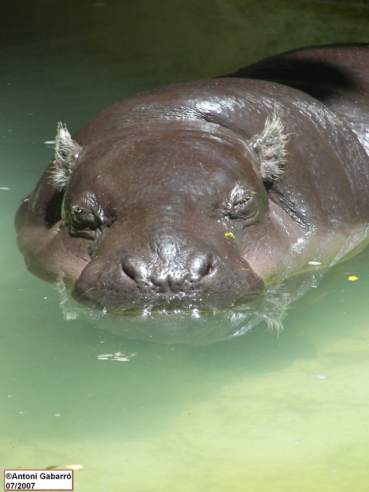 Siesta en el agua.