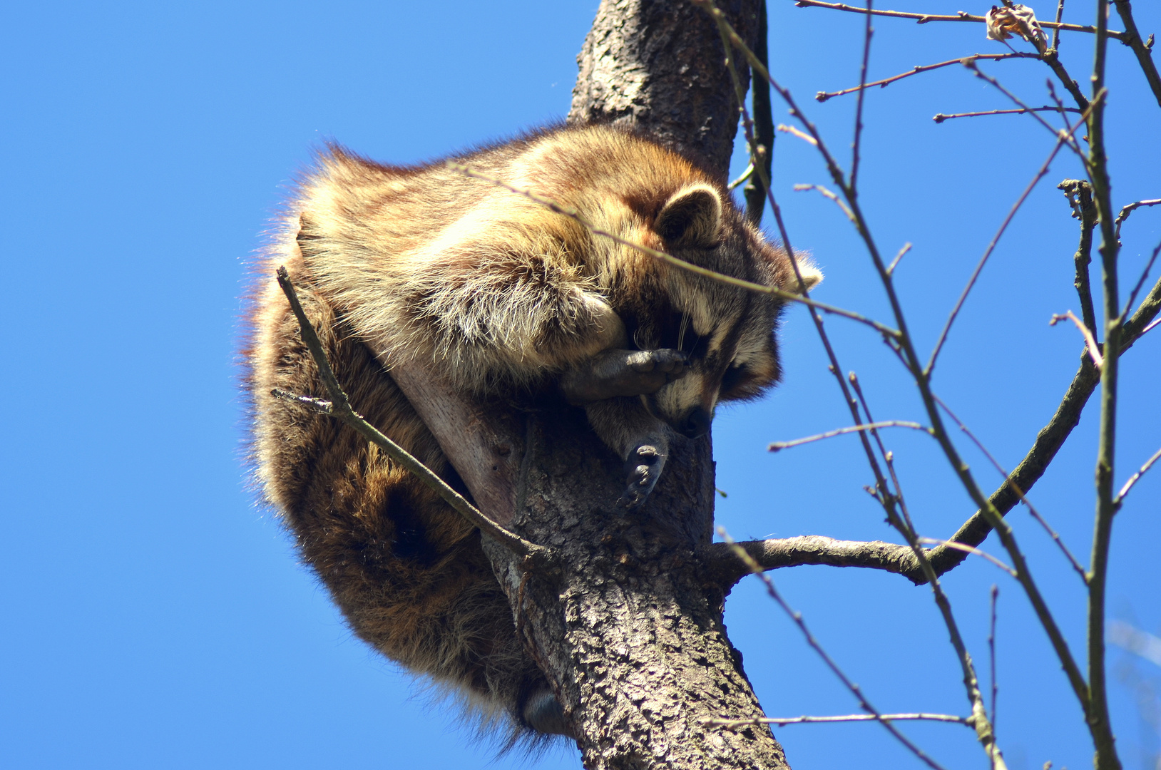 siesta en el árbol