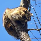 siesta en el árbol