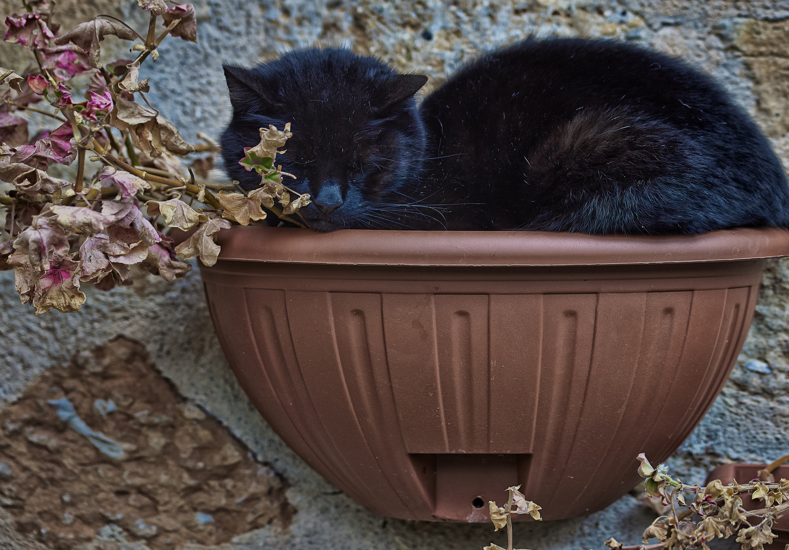 Siesta en Maceta