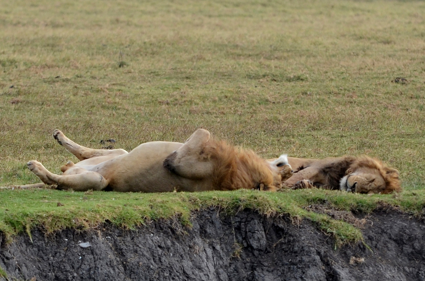 Siesta