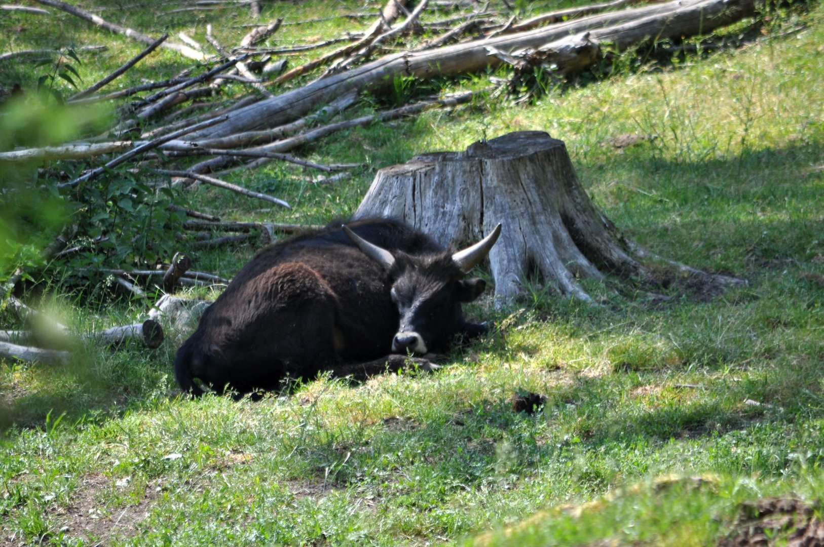 Siesta