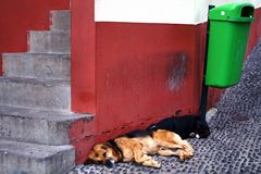 Siesta