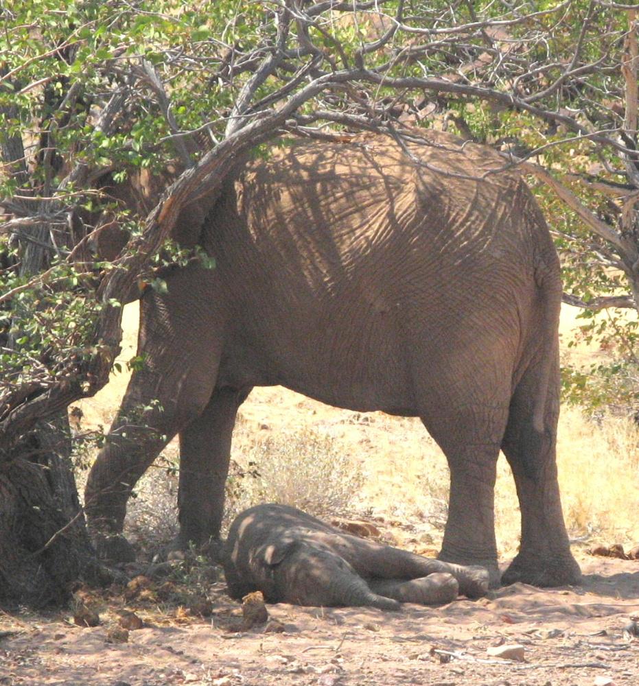 Siesta