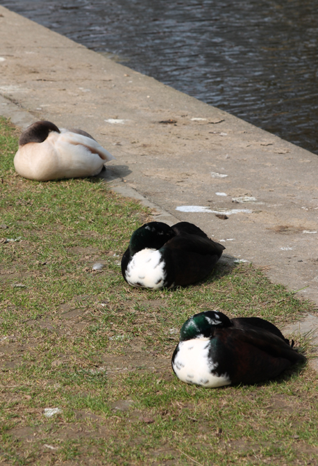 Siesta