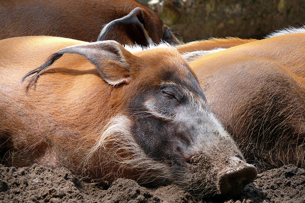 Siesta