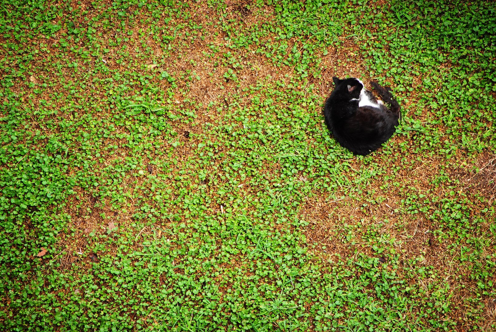 Siesta felina