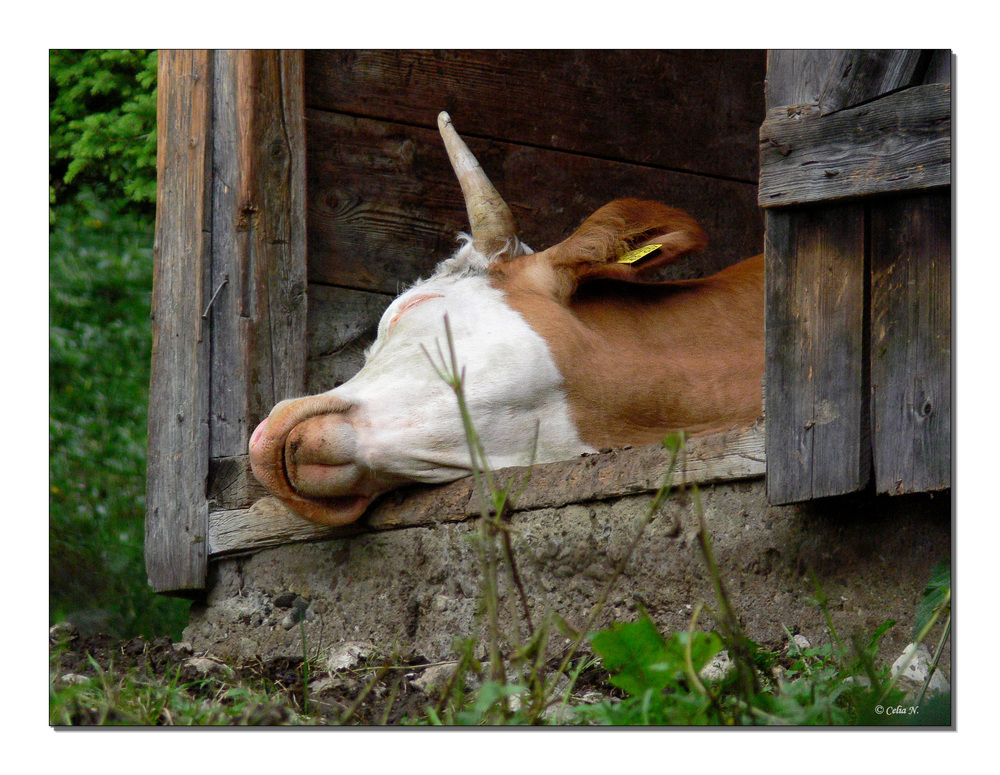 Siesta für Alle !