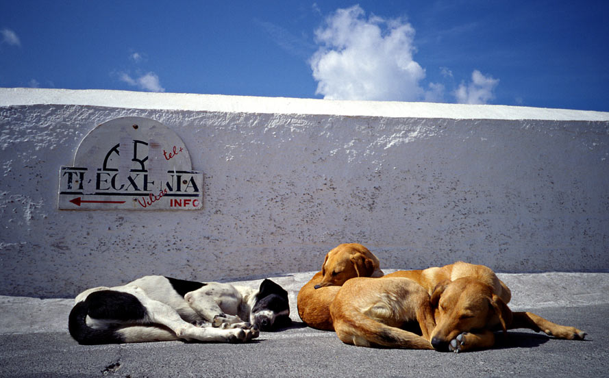 Siesta für die Hunde