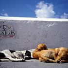 Siesta für die Hunde