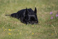 "Siesta" Genug gespielt