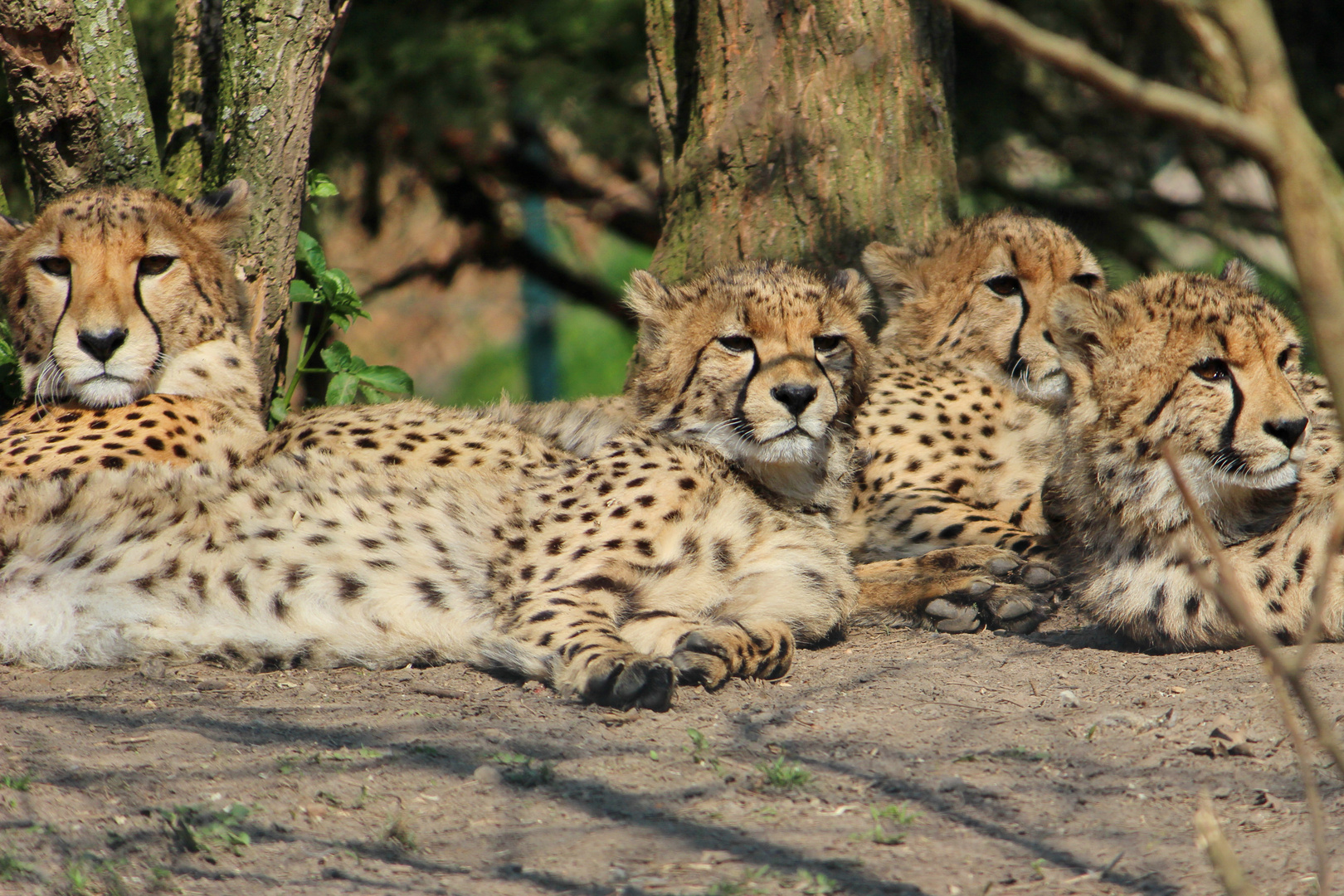 "Siesta" - Geparden im Zoo Münster, gesehen am 29.03.2014