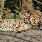 "Siesta" - Geparden im Zoo Münster, gesehen am 29.03.2014