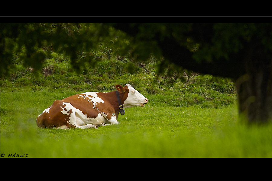 ...... Siesta hinterm Baum ......