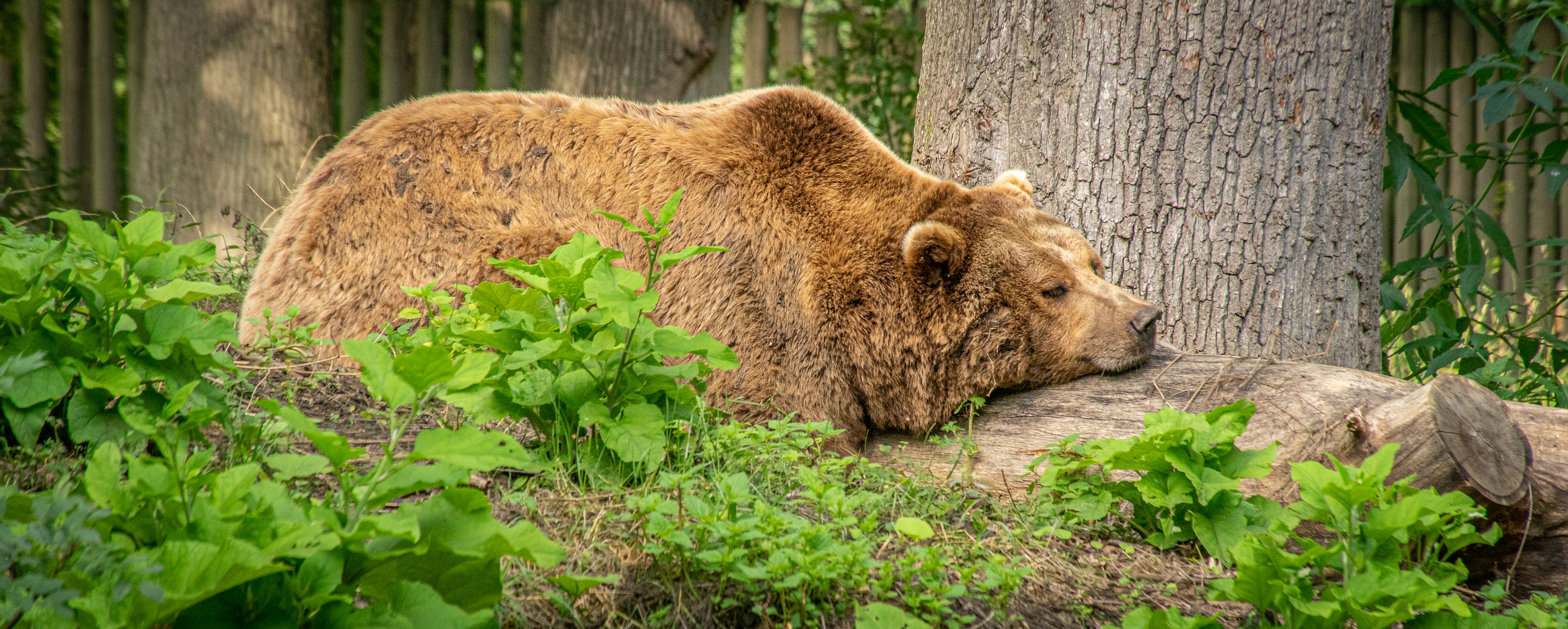 Siesta II