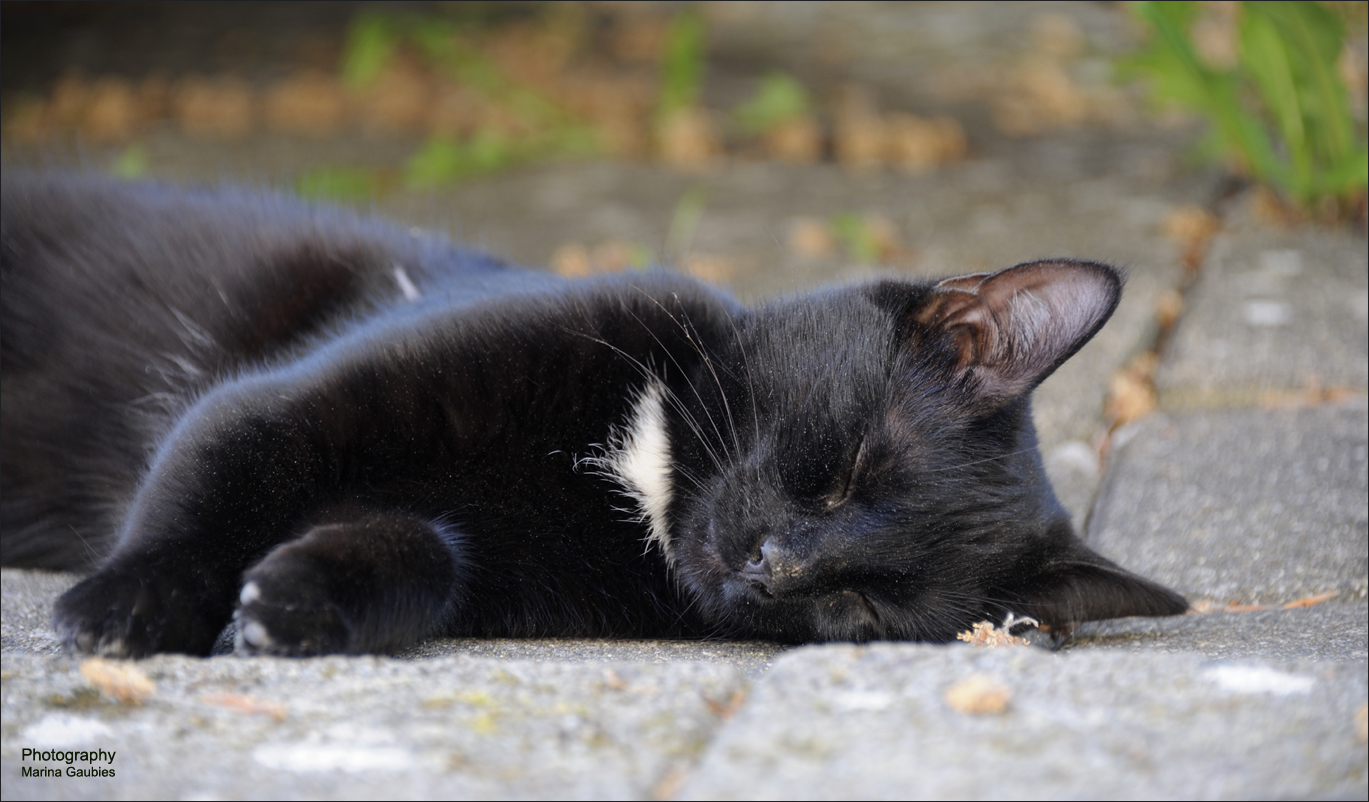 Siesta im Blütenstaub