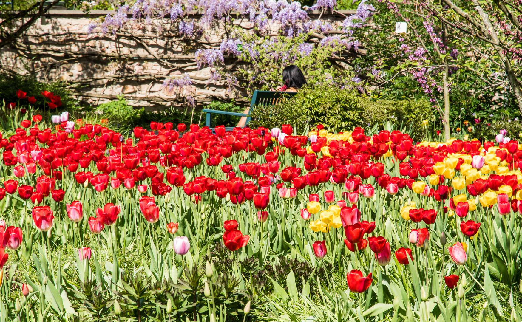 Siesta im Blumenmeer