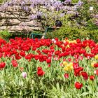 Siesta im Blumenmeer