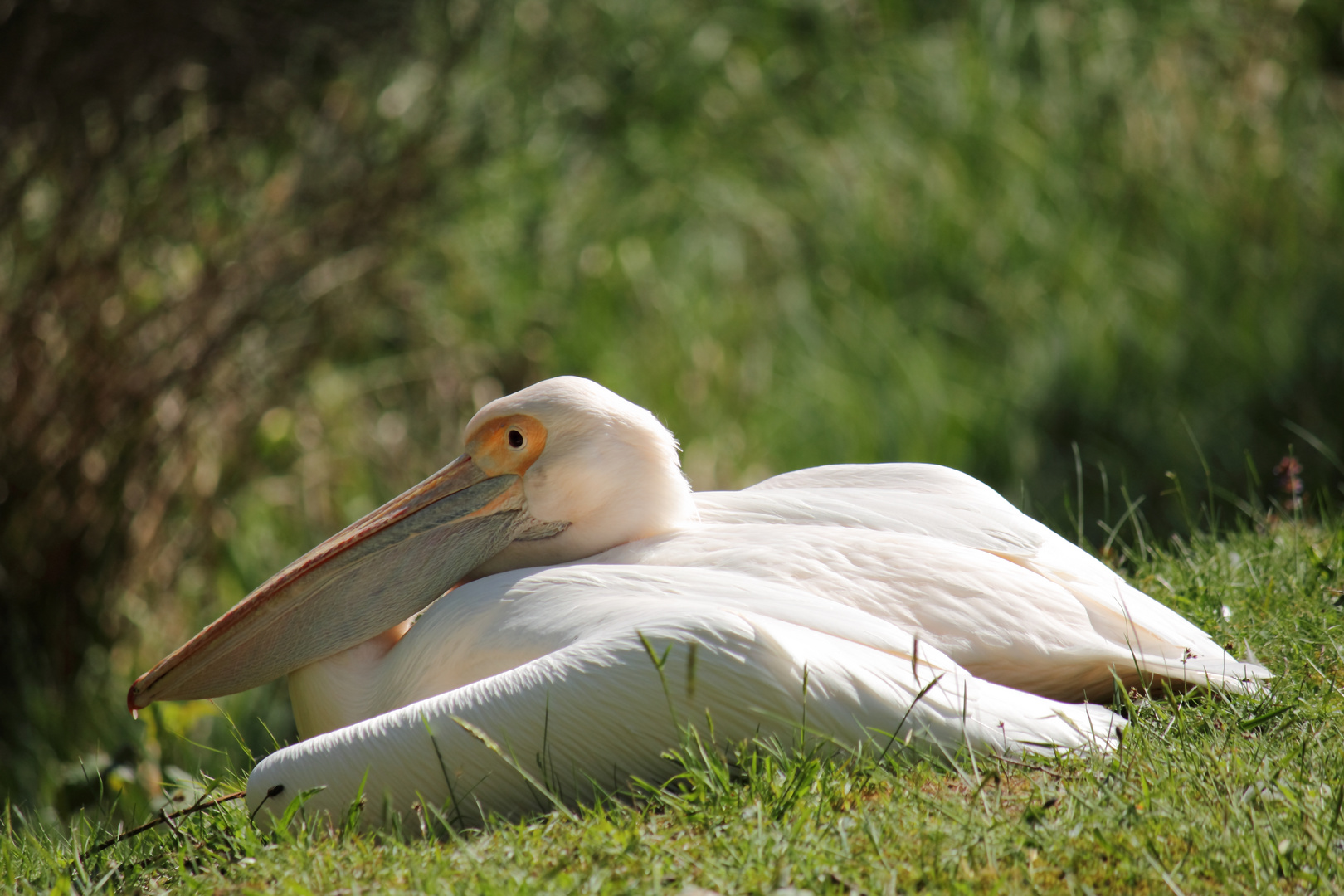 Siesta im Frühling