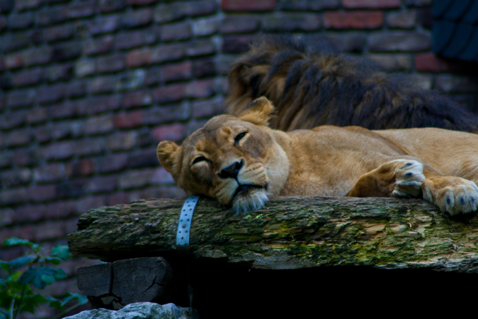 Siesta im Gehege