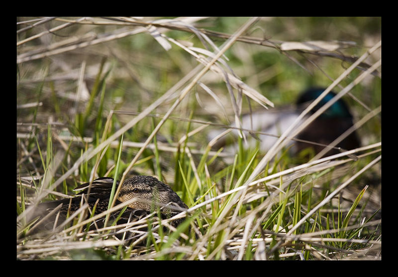 Siesta im Gras!