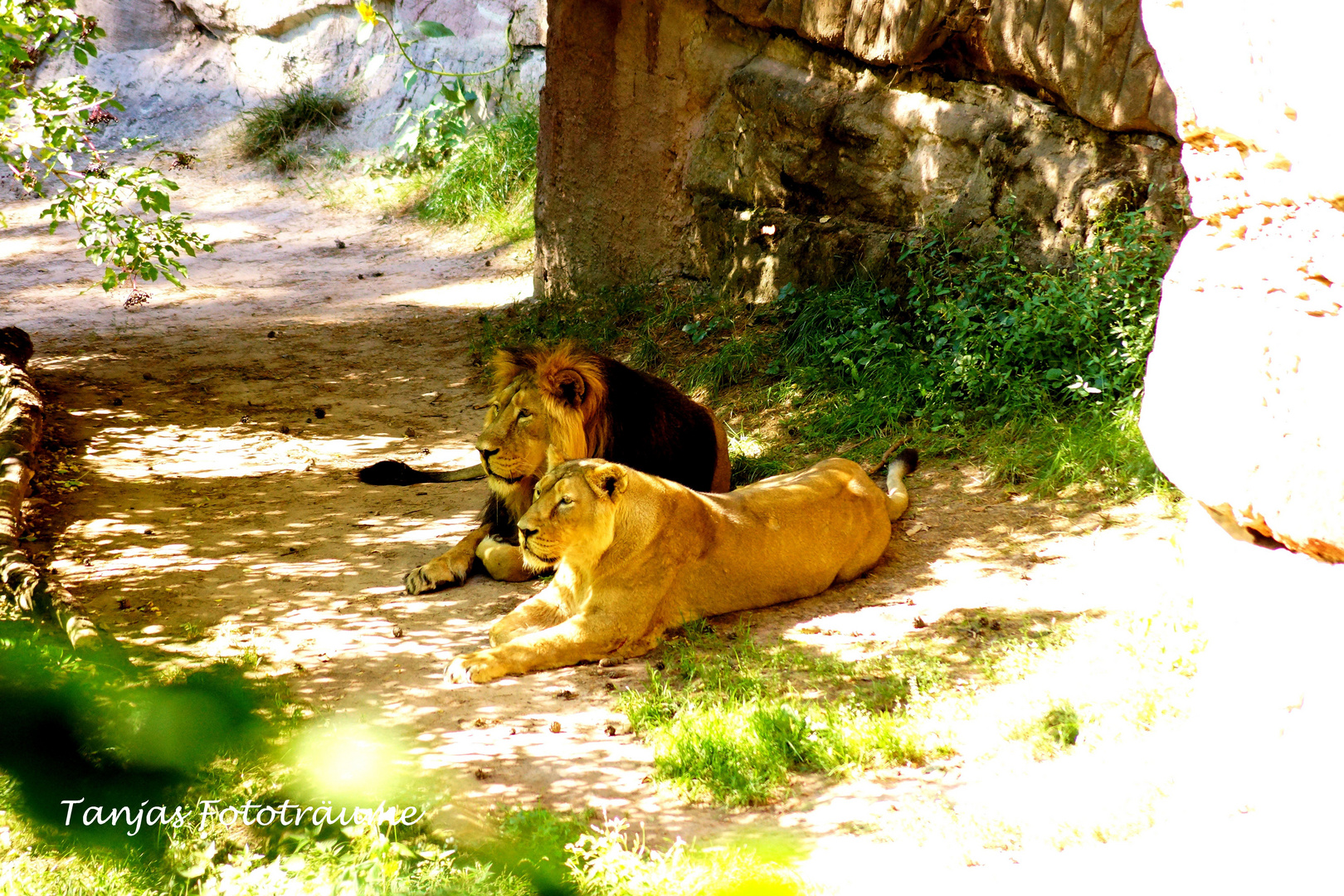 Siesta im Nürnberger Zoo