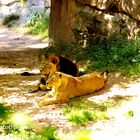 Siesta im Nürnberger Zoo