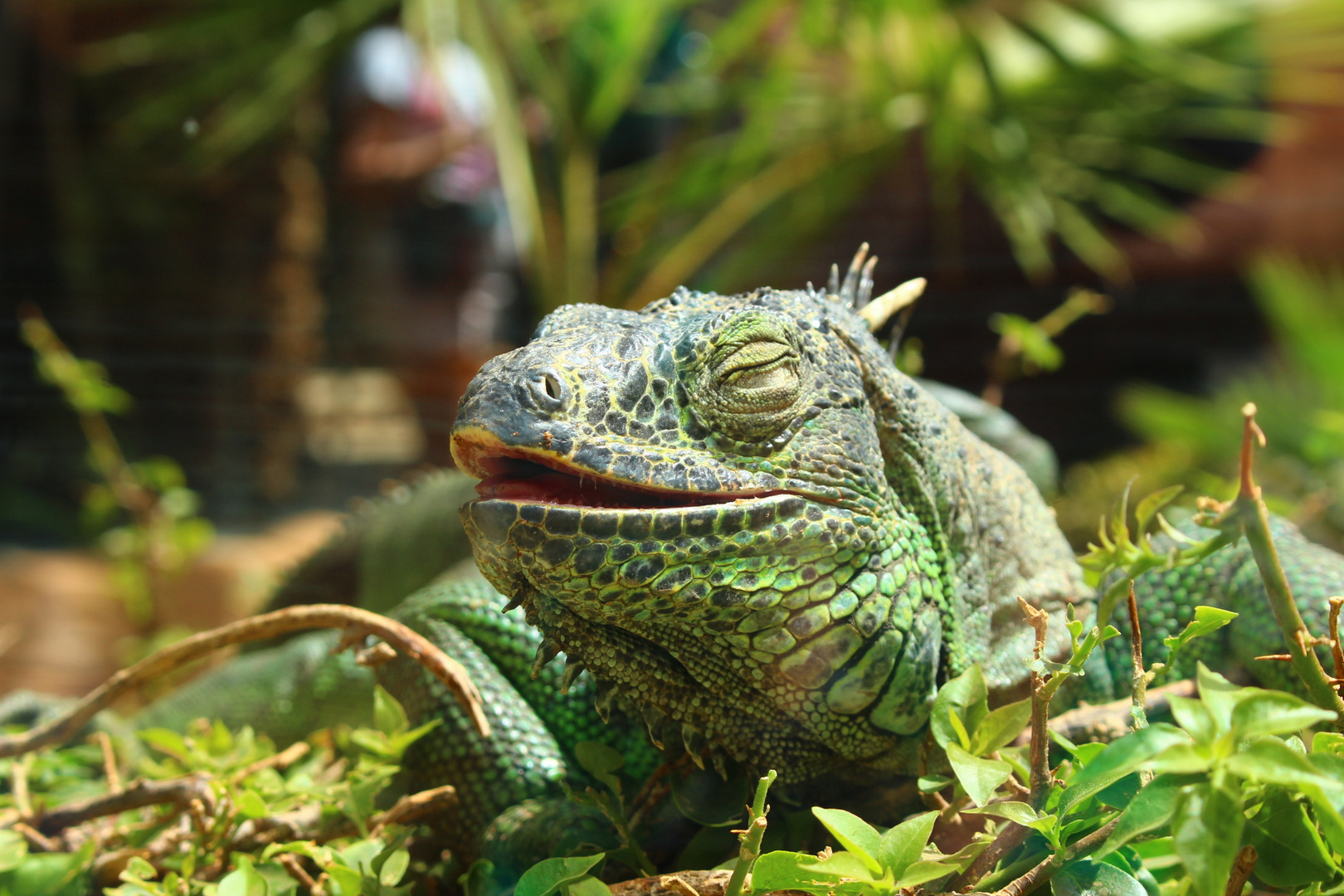 Siesta im Palmitos Park