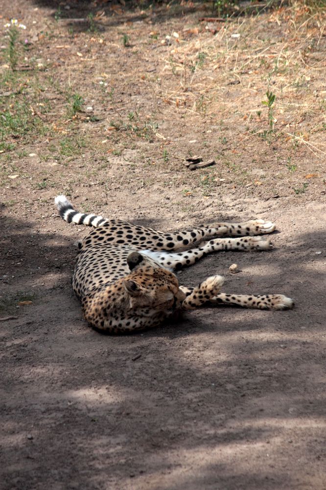 Siesta im Schatten