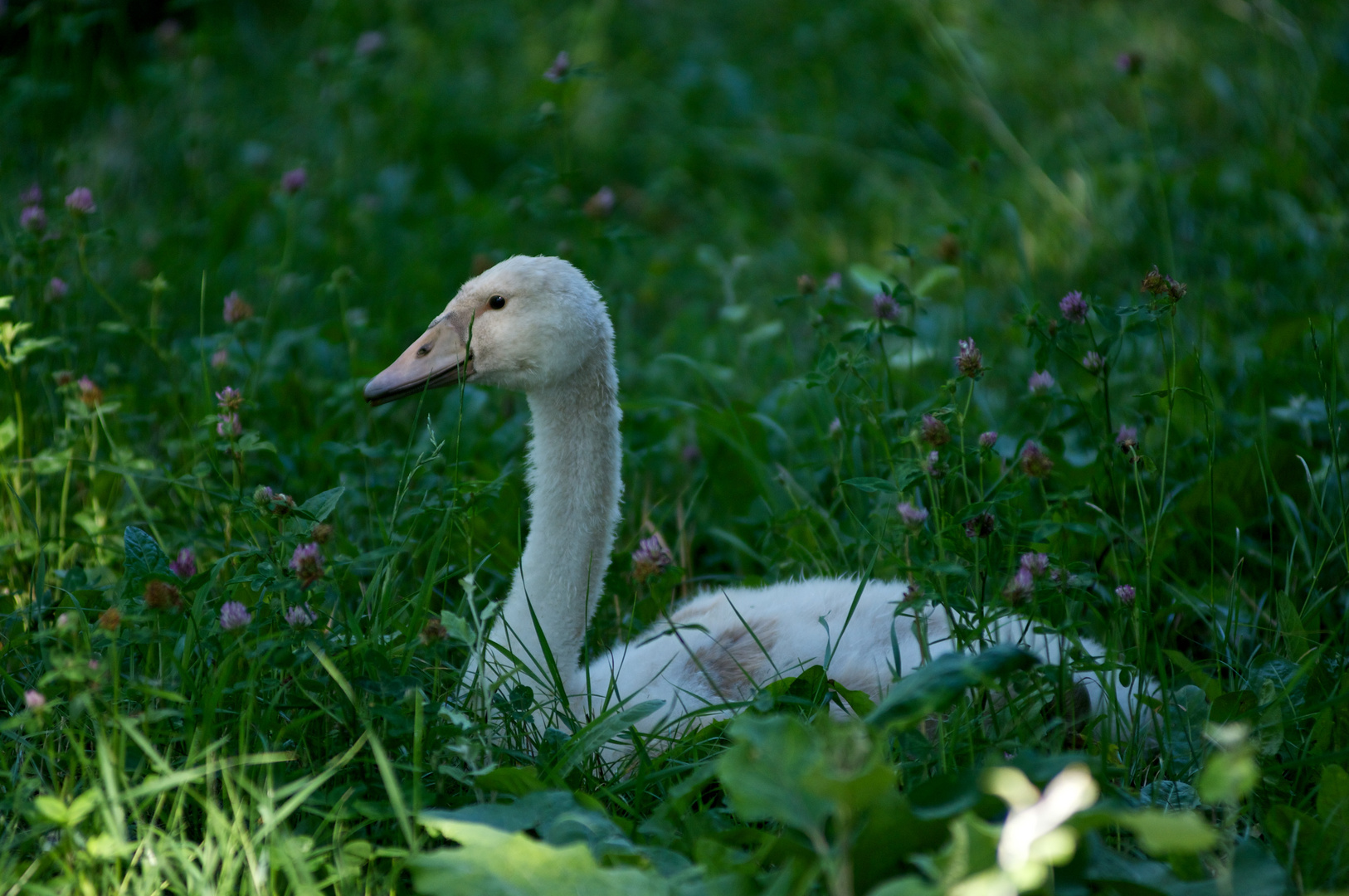 siesta im schatten