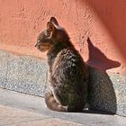 Siesta im Sonnenschein